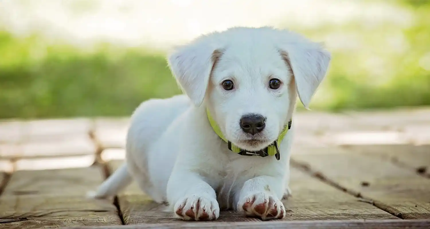 Cani sai perche abbaiano alle sirene