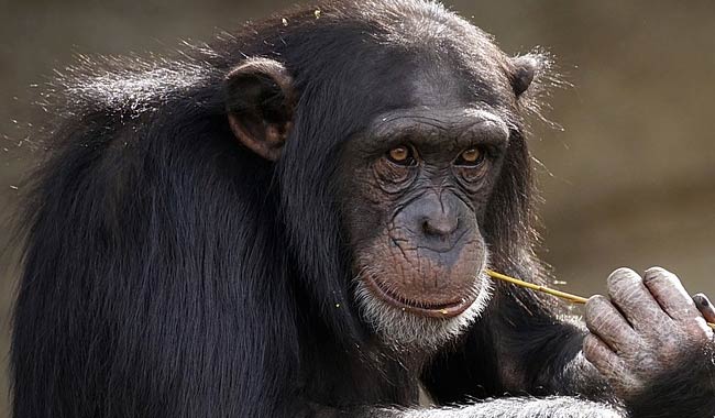 Cina clona 5 scimmie ma qualcosa non va
