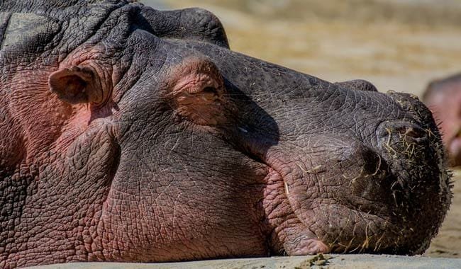 Ippopotami, il loro latte ha un colore particolare