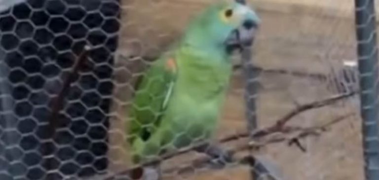 Brasile, polizia arresta un pappagallo sentinella della droga