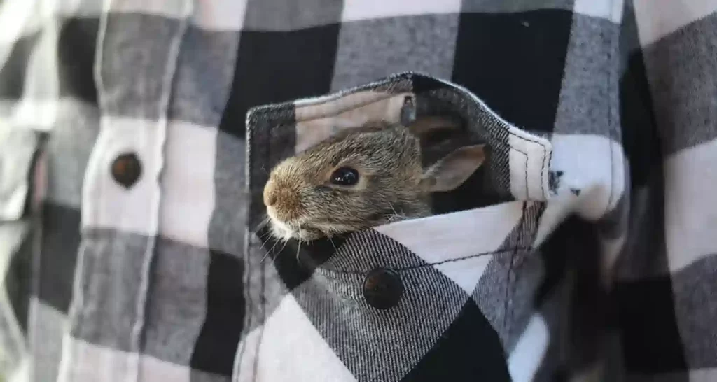 Coniglio diventa tra i primi tre animali domestici