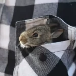 Coniglio diventa tra i primi tre animali domestici