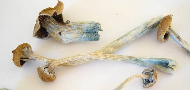 A Denver i funghi allucinogeni sono legali, e da noi?