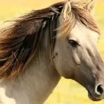 A caval donato non si guarda in bocca perche