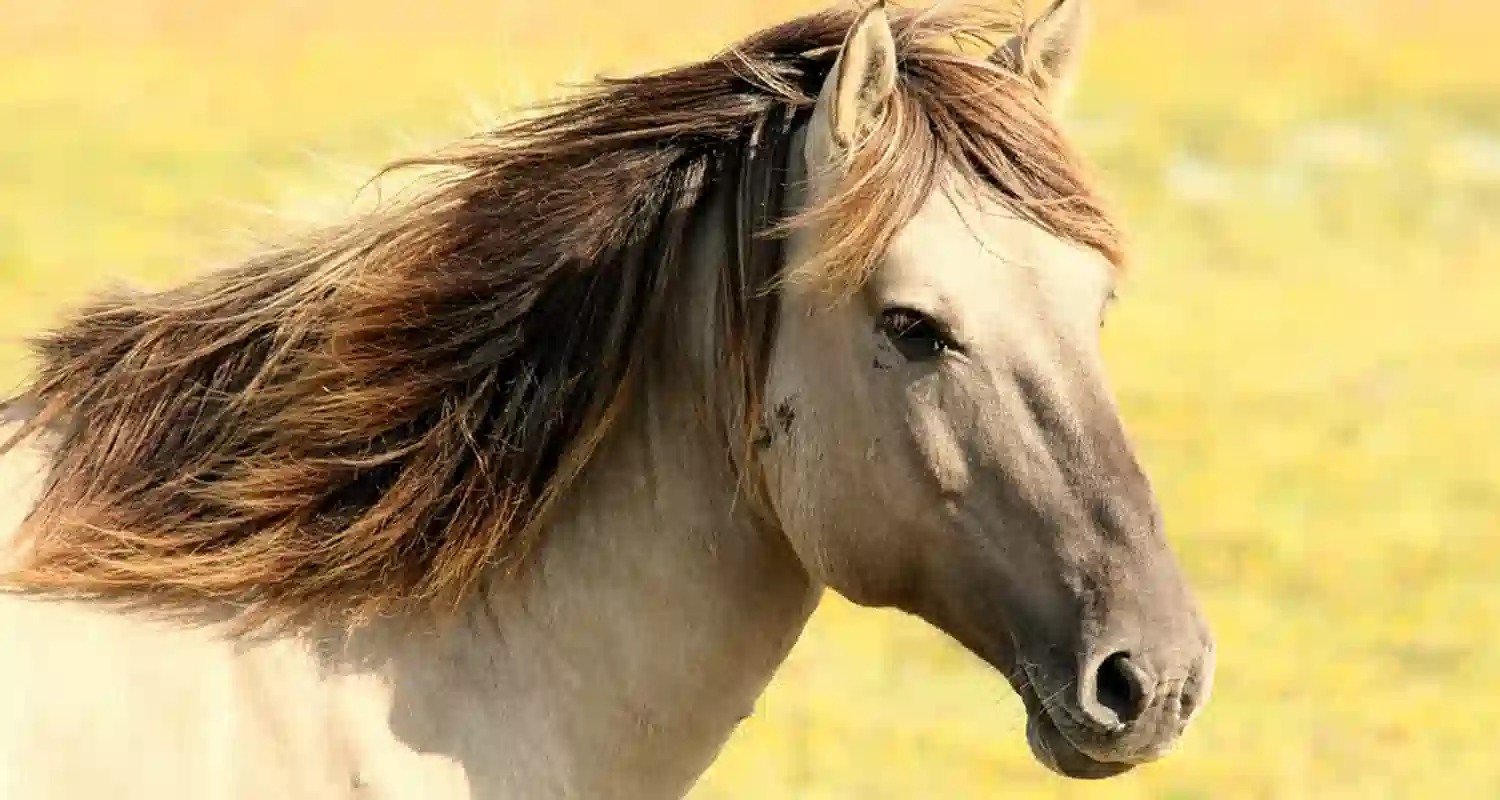 A caval donato non si guarda in bocca perche