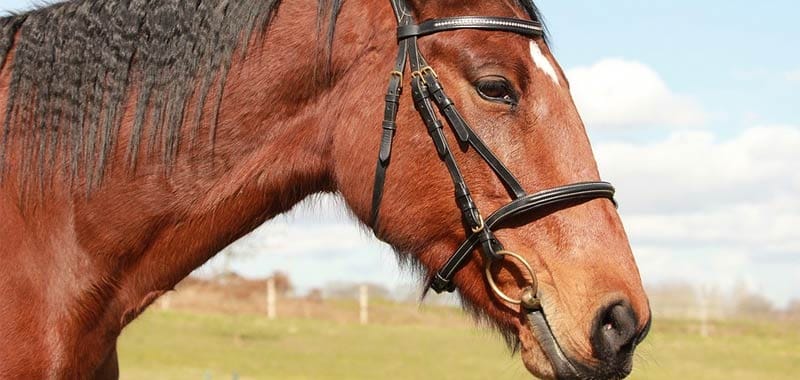 Caval Donato Non Si Guarda In Bocca