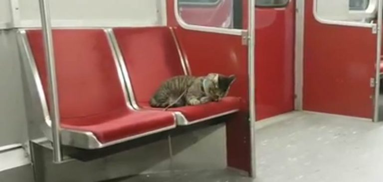 Dwayne, il gatto che va in giro con la metropolitana