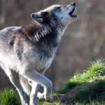 In bocca al lupo mai rispondere crepi