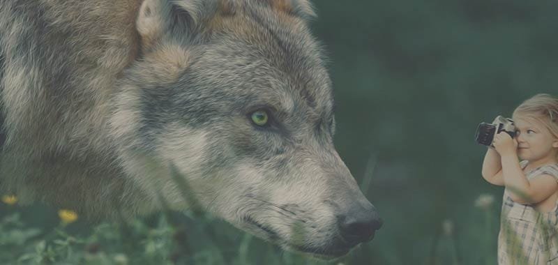 In Bocca Al Lupo Mai Rispondere Crepi Vebit