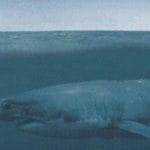 Megalodon sommozzatore trova denti di uno squalo gigante