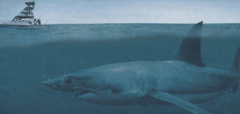 Megalodon: sommozzatore trova denti di uno squalo gigante