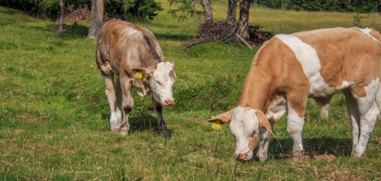 Mucca nasce senza naso e con un occhio, viene venerata