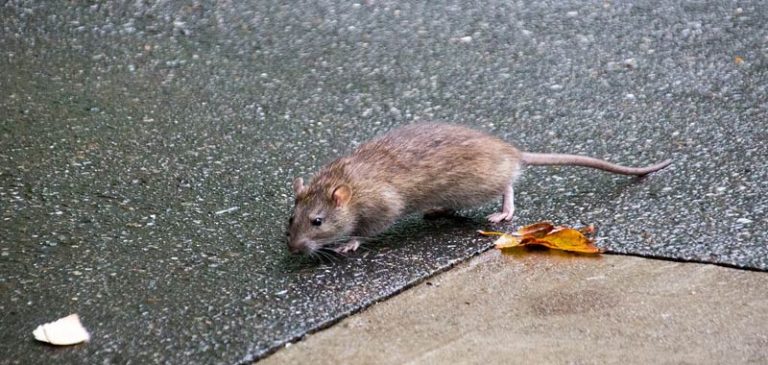 New York e Los Angeles è panico per l’invasione di topi