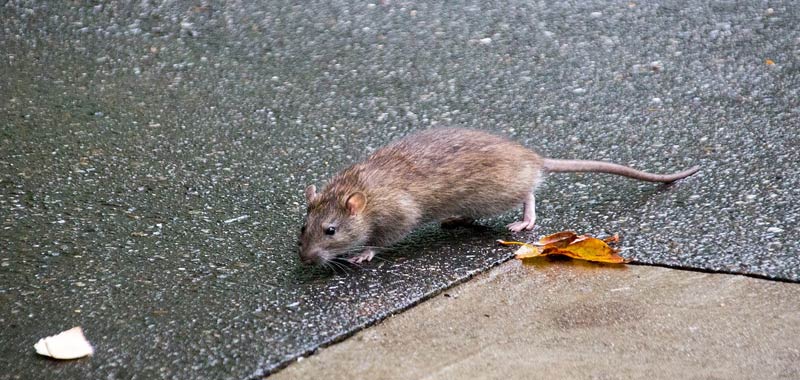 New York e Los Angeles panico per invasione di topi