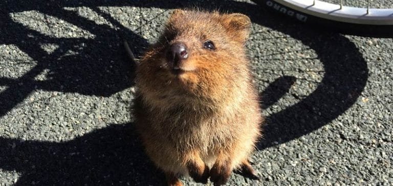 Quokka, incredibile animale più felice al mondo