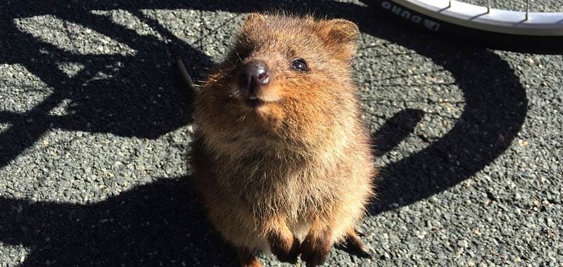 Quokka incredibile animale piu felice al mondo