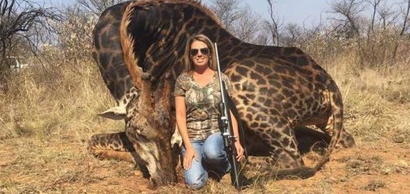 Cacciatrice si vanta di aver ucciso una giraffa e averla mangiata