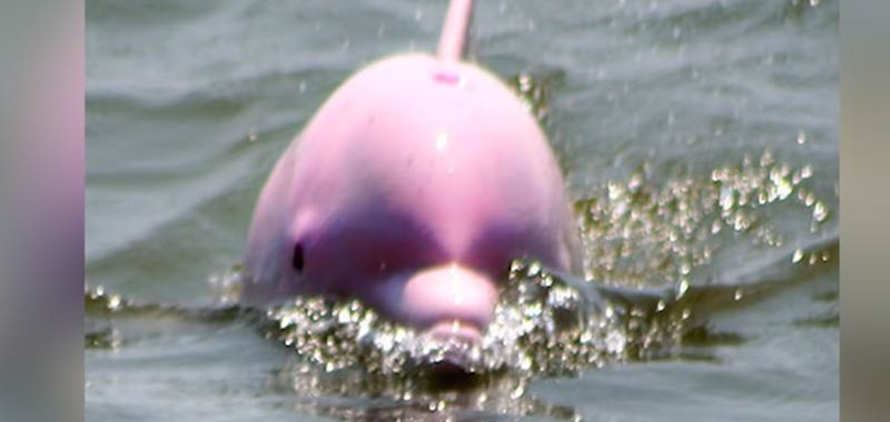 Da alla luce un delfino viola incredibile
