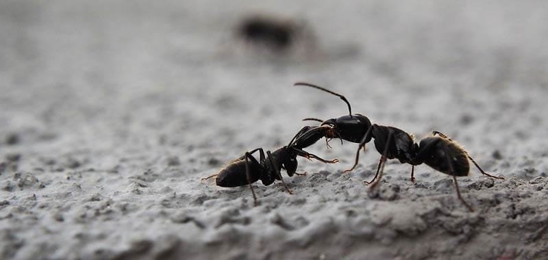 Formiche ecco come tenerle lontane con metodi naturali