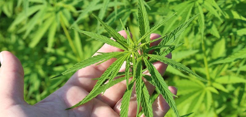Incredibile scoperto il piu antico utilizzo di cannabis