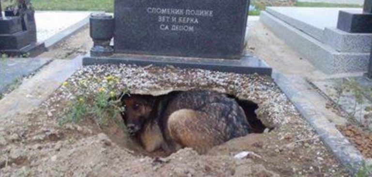 Svelato il mistero della foto del cane sulla tomba del padrone
