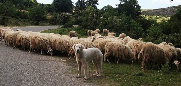 Transumanza, esiste ancora? e cosa vuol dire?