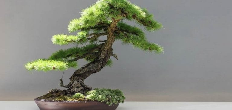 Bonsai, sai realmente da dove derivano?