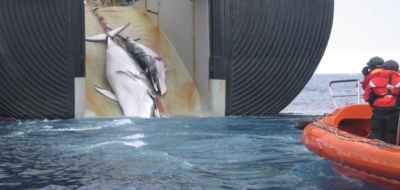 Giappone si tornano a cacciare balene per scopi commerciali