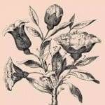 Un enigma del 19esimo secolo Quanti volti vedi