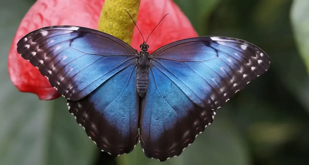 Vedi o sogni una farfalla Segna la tua metamorfosi spiriturale