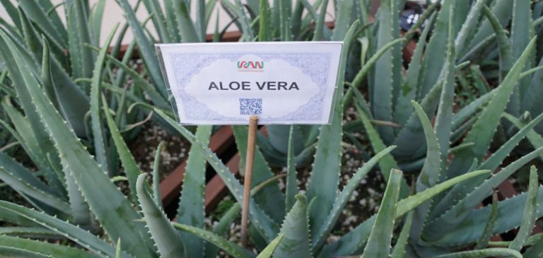 Aloe vera rimedio naturale per favorire la pulizia dell’intestino