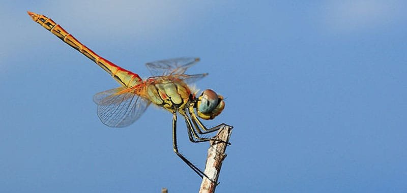 Hai notato una libellula Ecco il significato