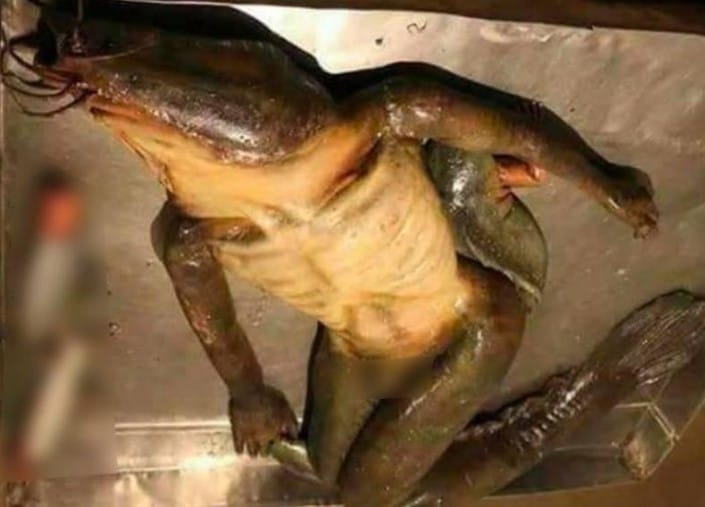 Come Si Chiama Il Maschio Della Sirena