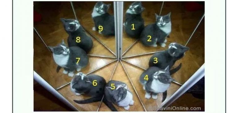 Test visivo: Quali sono i gatti veri nell’immagine?