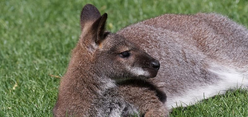 Canguro ecco a cosa serve il marsupio