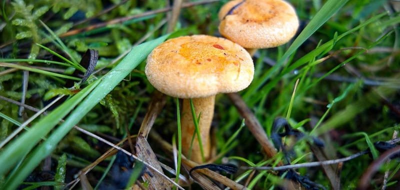 Funghi sai come pulirli senza lavarli