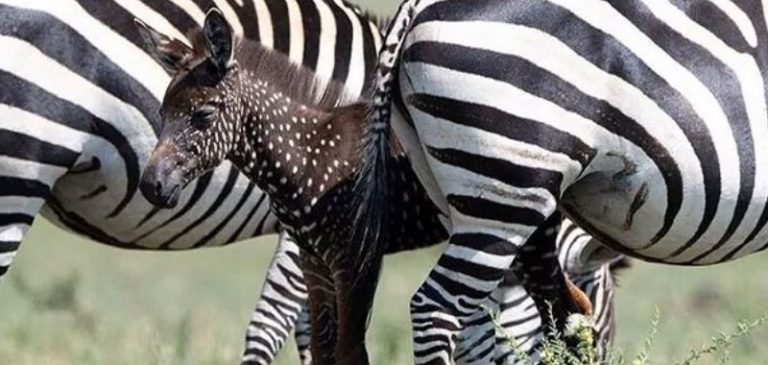 In Kenya è nata la zebra a pois