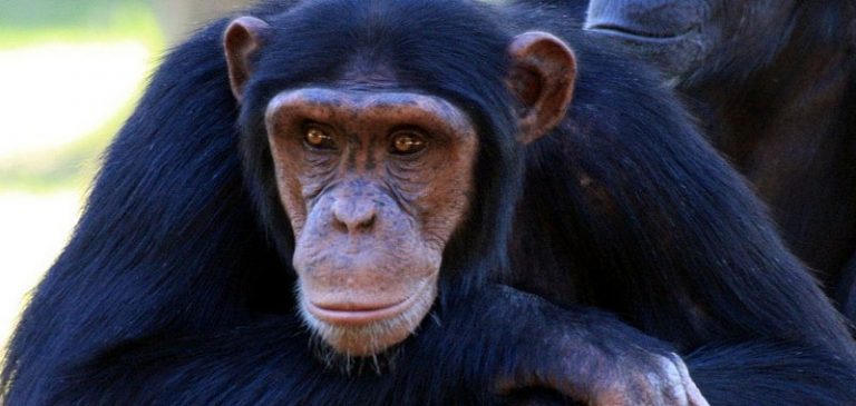 Le scimmie supereranno gli uomini, impiantato gene umano
