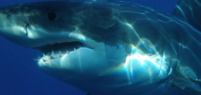 Australia: Squalo attacca a pochi metri dalla spiaggia