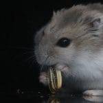 Criceto lo sapevate che un animale notturno