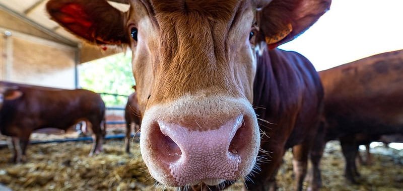 Il mucco una specie di bovino toscano