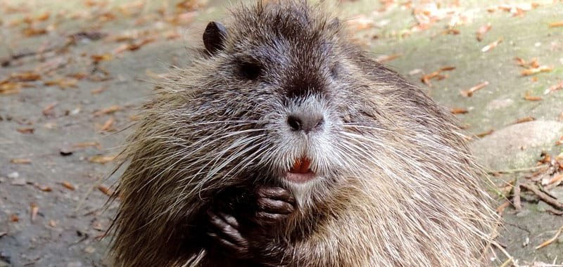 Nutria un animale tanto carino quanto dannoso