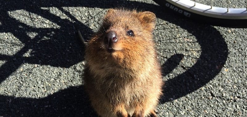 Quokka ecco la particolarita di questo marsupiale australiano