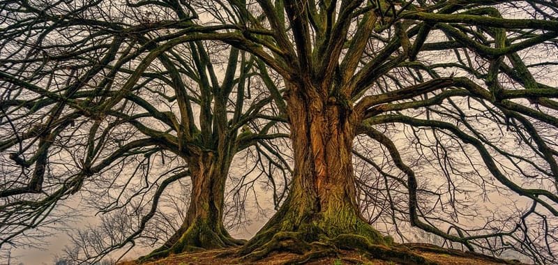 Ricercatori scoprono che gli alberi hanno battito cardiaco