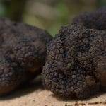 Tartufo un fungo tanto costoso quanto prelibato