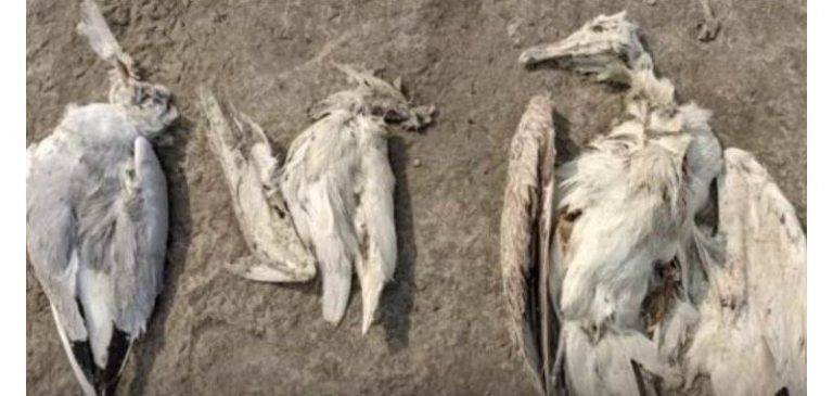 5000 uccelli morti in circostanze misteriose in India