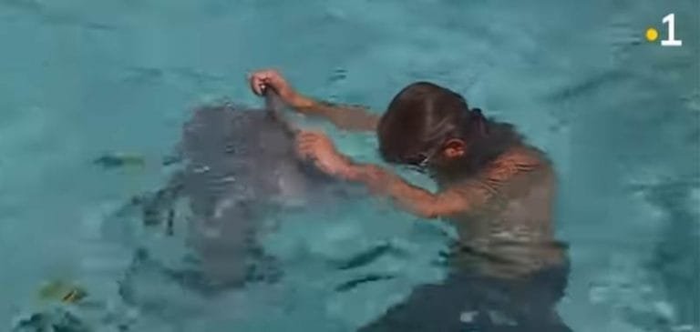 Bambino da da mangiare ad uno squalo con le mani, grave