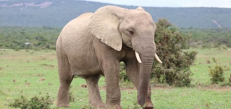 Elefante uccide turina in Namibia, shock