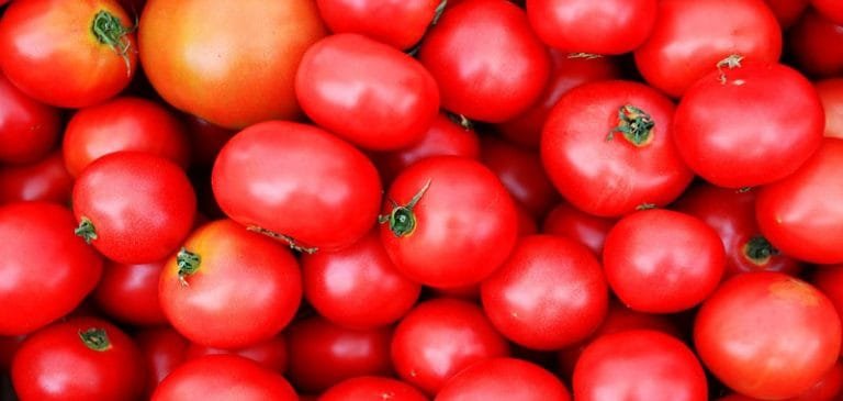 Il pomodoro è un frutto?