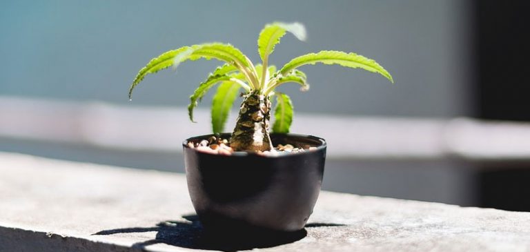 Le piante nei vasi non migliorano la qualità dell’aria